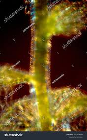 Attēlu rezultāti vaicājumam “Sphagnum centrale”