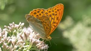Attēlu rezultāti vaicājumam “Argynnis paphia male”