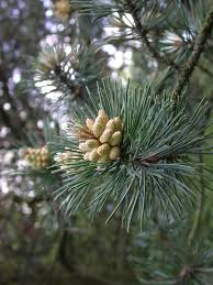 Attēlu rezultāti vaicājumam “Pinus mugo male flower”