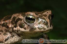 Attēlu rezultāti vaicājumam “Pseudepidalea viridis”