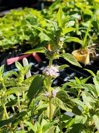 Attēlu rezultāti vaicājumam “Mentha arvensis flower”