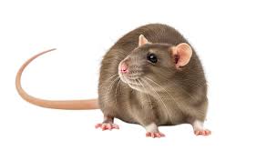 Attēlu rezultāti vaicājumam “Rattus norvegicus”