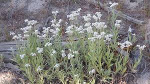 Attēlu rezultāti vaicājumam “Anaphalis margaritacea”