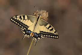 Attēlu rezultāti vaicājumam “Papilio machaon upperside”