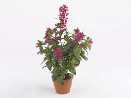 Attēlu rezultāti vaicājumam “Lythraceae”