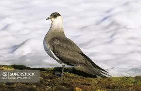 Attēlu rezultāti vaicājumam “Stercorarius parasiticus”