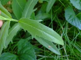 Attēlu rezultāti vaicājumam “Hieracium umbellatum”
