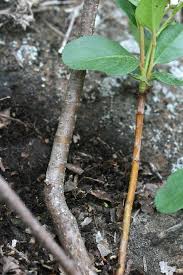 Attēlu rezultāti vaicājumam “Aronia melanocarpa bud”