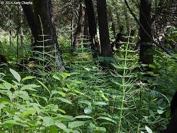 Attēlu rezultāti vaicājumam “Equisetum fluviatile”