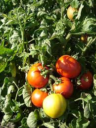 Attēlu rezultāti vaicājumam “Lycopersicon esculentum”