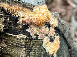 Attēlu rezultāti vaicājumam “Didymium verrucisporum stalked”