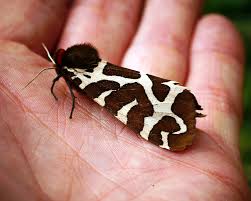 Attēlu rezultāti vaicājumam “Colostygia pectinataria male”