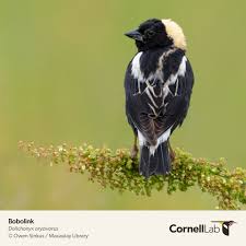 Image result for Dolichonyx oryzivorus