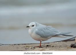 Image result for Rhodostethia rosea