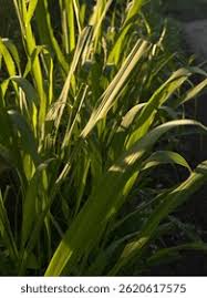 Attēlu rezultāti vaicājumam “Glyceria maxima fruit”