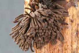 Attēlu rezultāti vaicājumam “Stemonitis fusca spores”