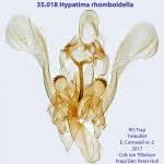 Attēlu rezultāti vaicājumam “Hypatima rhomboidella”