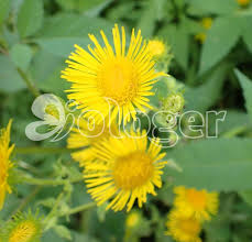 Attēlu rezultāti vaicājumam “Inula britannica”