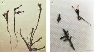 Attēlu rezultāti vaicājumam “Cinclidotus danubicus cells”