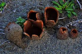 Attēlu rezultāti vaicājumam “Peziza ammophila”