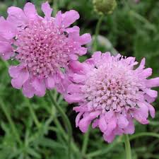 Image result for Scabiosa columbaria