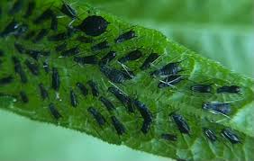 Attēlu rezultāti vaicājumam “Uroleucon hypochoeridis”