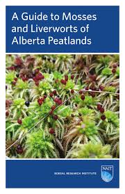 Attēlu rezultāti vaicājumam “Leiocolea rutheana sporophyte”