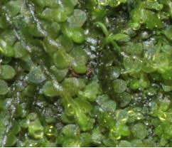 Attēlu rezultāti vaicājumam “Jungermannia hyalina”