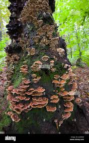 Attēlu rezultāti vaicājumam “Inonotus radiatus”