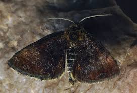 Attēlu rezultāti vaicājumam “Panemeria tenebrata”