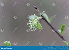 Attēlu rezultāti vaicājumam “Salix myrsinifolia female flower”