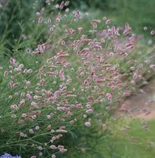 Image result for Sanguisorba officinalis