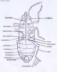 Attēlu rezultāti vaicājumam “Alloeotomus sp.”