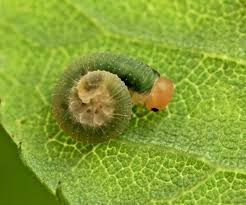 Attēlu rezultāti vaicājumam “Allantus cinctus”