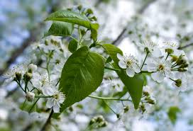 Attēlu rezultāti vaicājumam “Prunus avium flower”