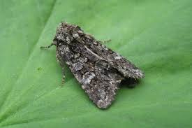 Attēlu rezultāti vaicājumam “Papestra biren”