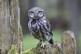 Attēlu rezultāti vaicājumam “Glaucidium passerinum adult”