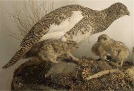 Image result for Lagopus muta