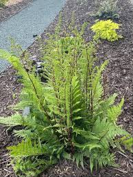 Attēlu rezultāti vaicājumam “Athyrium filix-femina”
