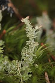 Attēlu rezultāti vaicājumam “Cladonia squamosa”