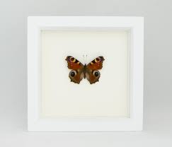 Attēlu rezultāti vaicājumam “Inachis io underside”