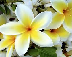 Attēlu rezultāti vaicājumam “Euura acutifoliae”