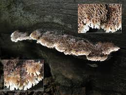 Attēlu rezultāti vaicājumam “Gloiodon strigosus”