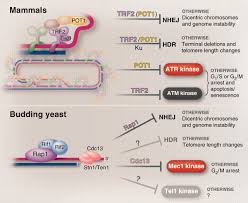 Image result for the end of the t-loop structure