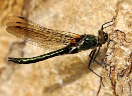 Attēlu rezultāti vaicājumam “Cordulia aenea”