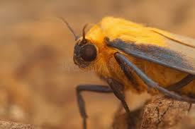 Attēlu rezultāti vaicājumam “Lithosia quadra female”
