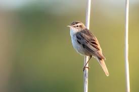 Attēlu rezultāti vaicājumam “Acrocephalus schoenobaenus”