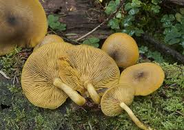 Attēlu rezultāti vaicājumam “Tricholomopsis decora”