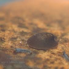 Attēlu rezultāti vaicājumam “Ancylus fluviatilis”