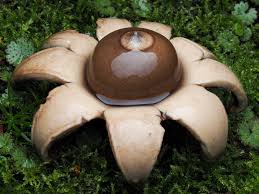 Attēlu rezultāti vaicājumam “Geastrum”